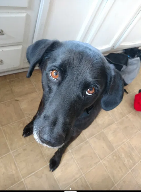 Lost dog in Barboursville, WV, 25504