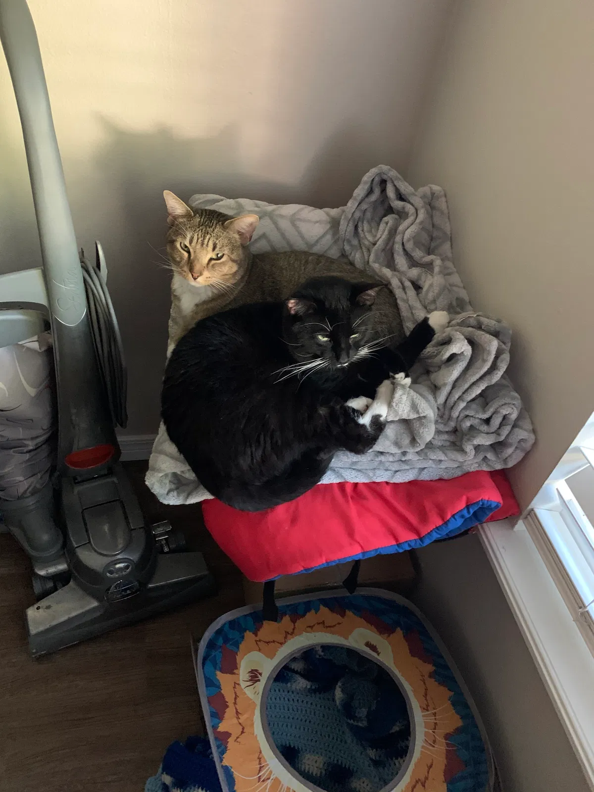 Lost cat in Broken Arrow, OK, 74012