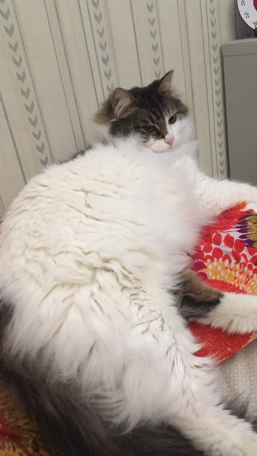 Lost cat in Littleton, CO, 80123