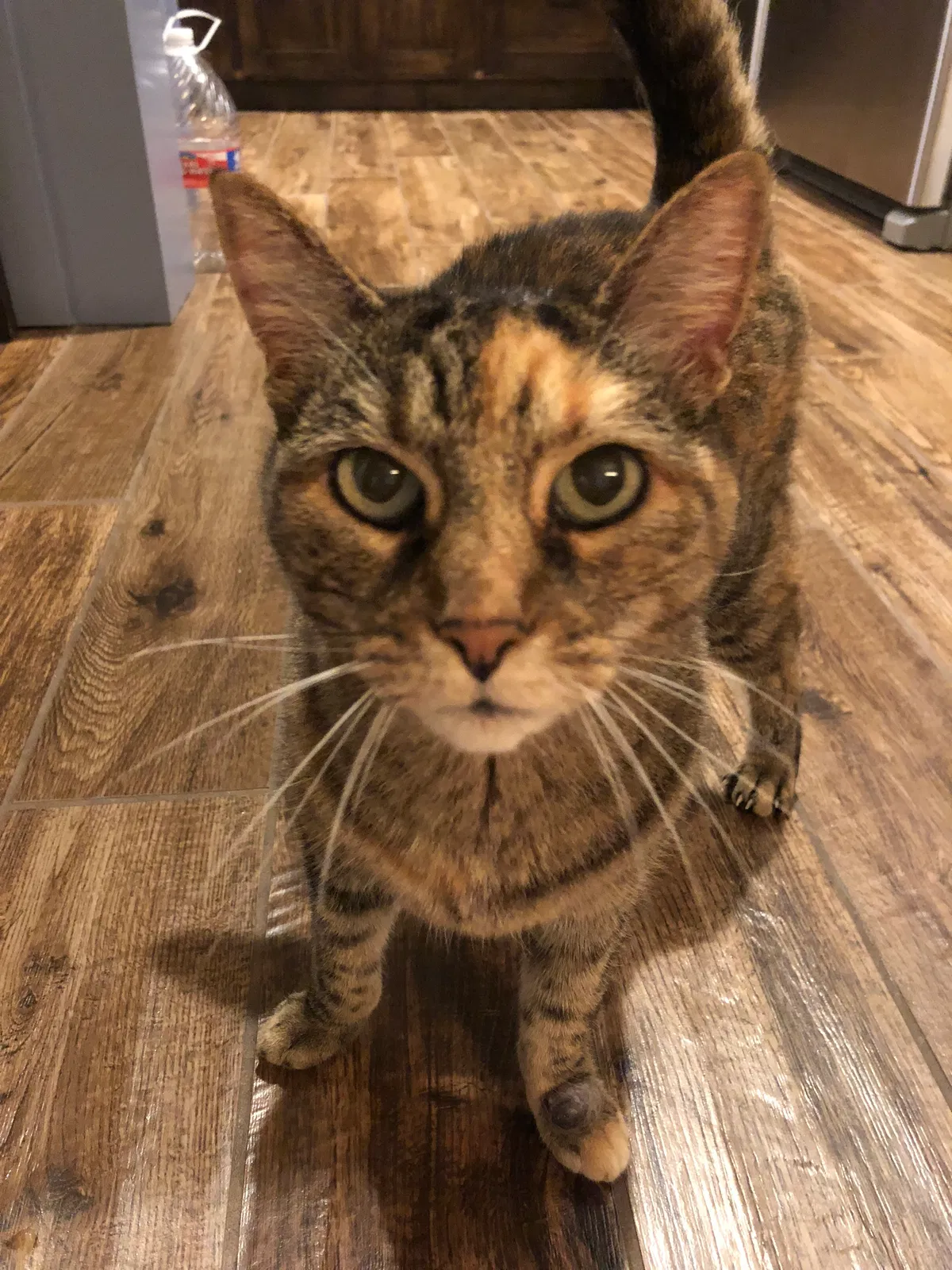Lost cat in Ingleside, TX, 78362