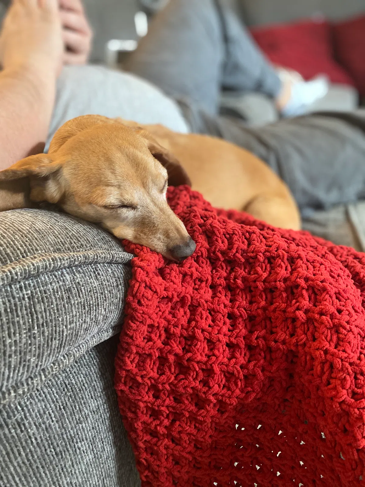 Lost dog in Puyallup, WA, 98375