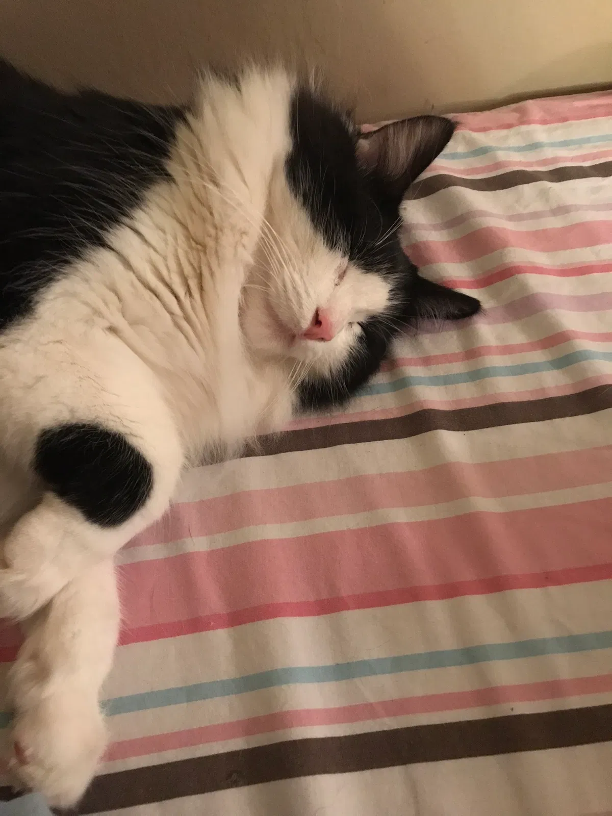Lost cat in Glendale, AZ, 85303