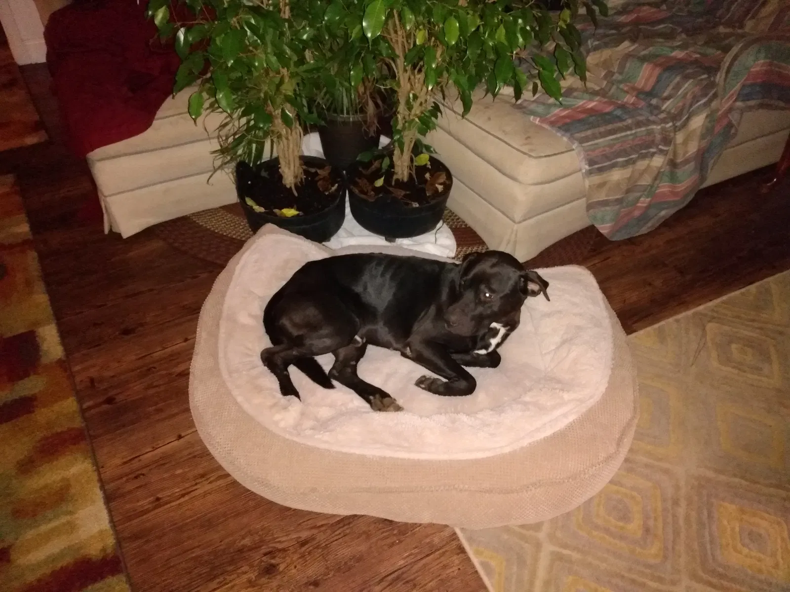 Lost dog in Mobile, AL, 36608