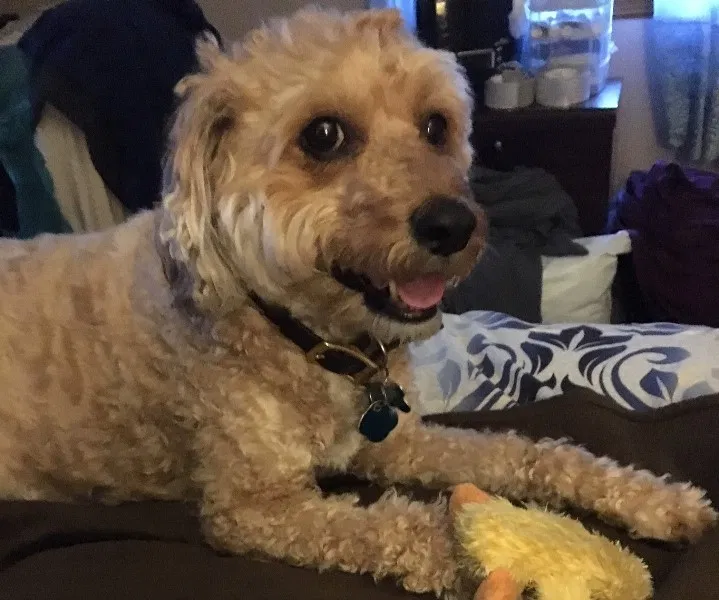 Lost dog in Hamden, CT, 6514