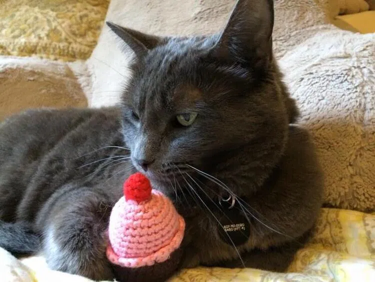 Lost cat in San Diego, CA, 92104