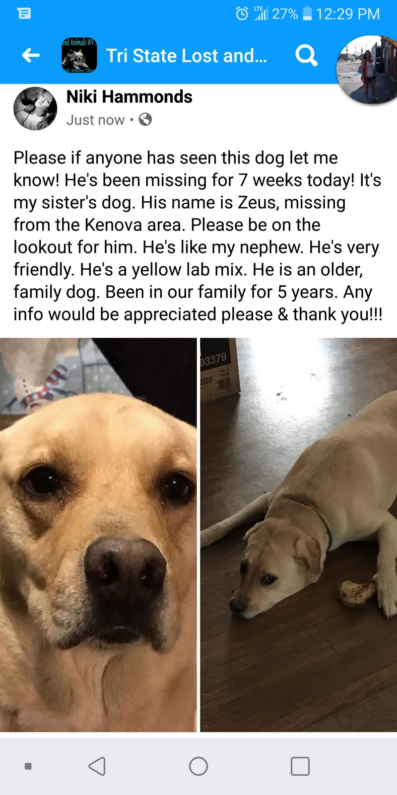 Lost dog in Kenova, WV, 25530