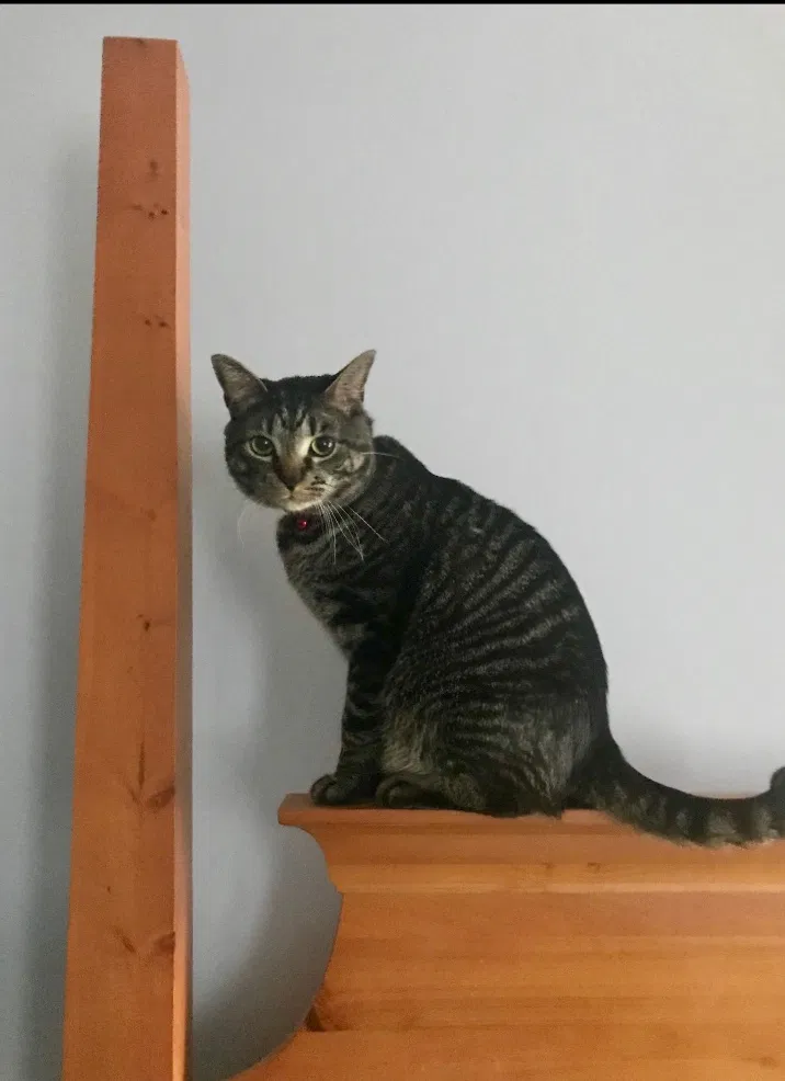 Lost cat in Knoxville, TN, 37931