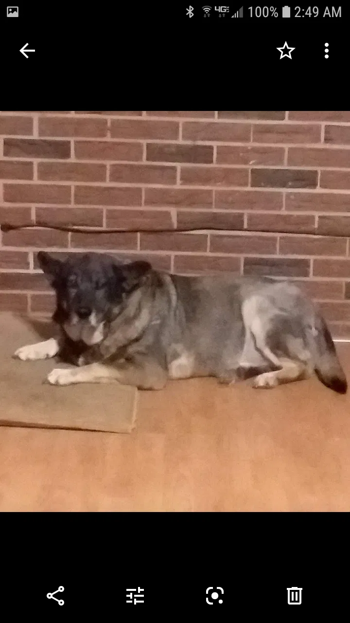 Lost dog in Belton, SC, 29627
