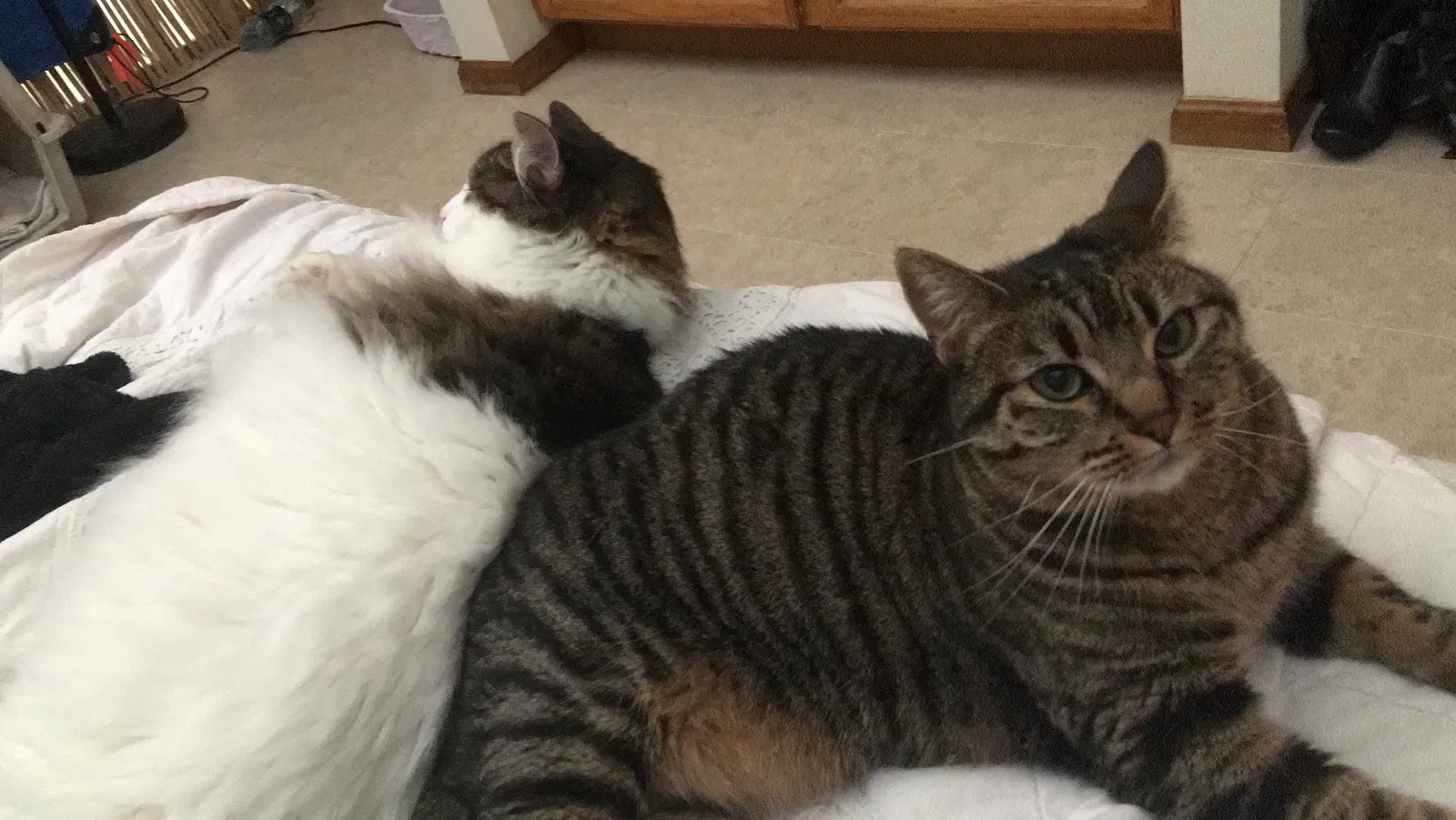 Lost cat in Littleton, CO, 80123