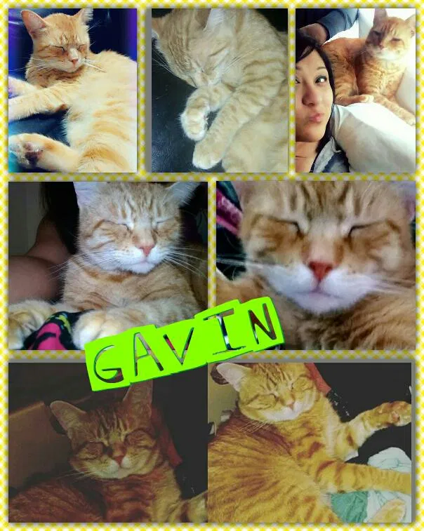 Lost cat in Woodway, TX, 76712