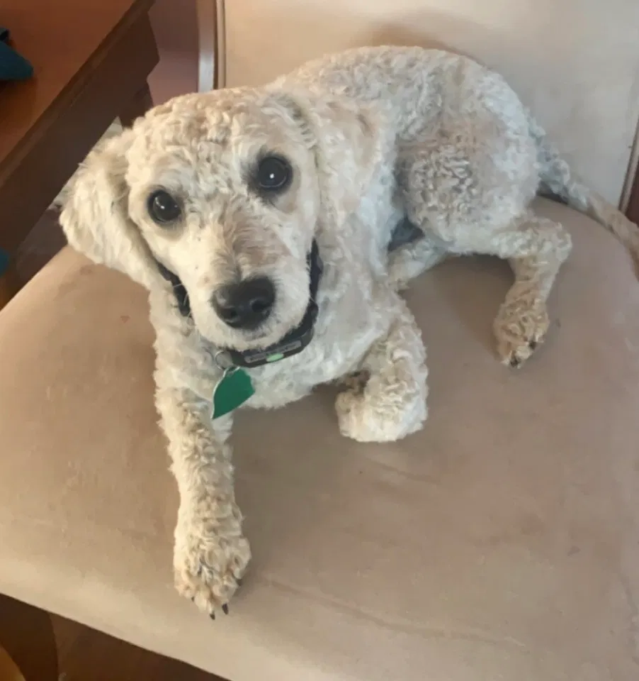 Lost dog in Kodak, TN, 37764