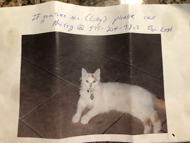 Lost cat in College Station, TX, 77845