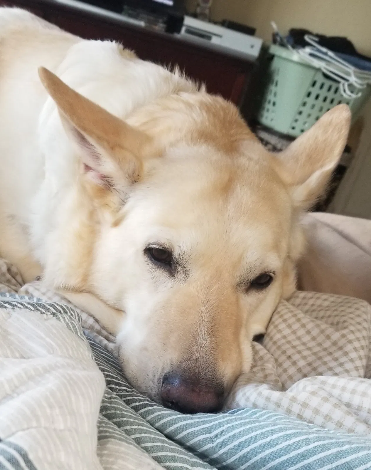 Lost dog in Pueblo, CO, 81004