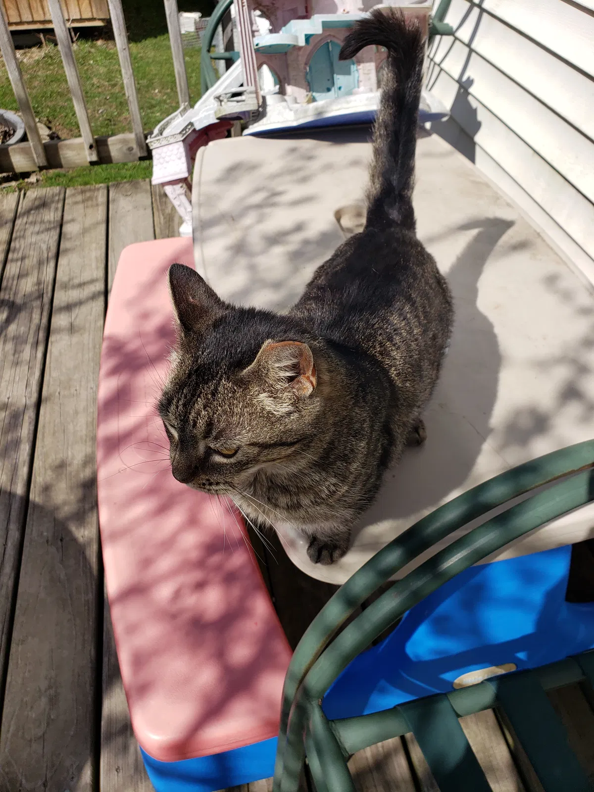 Lost cat in Mahomet, IL, 61853