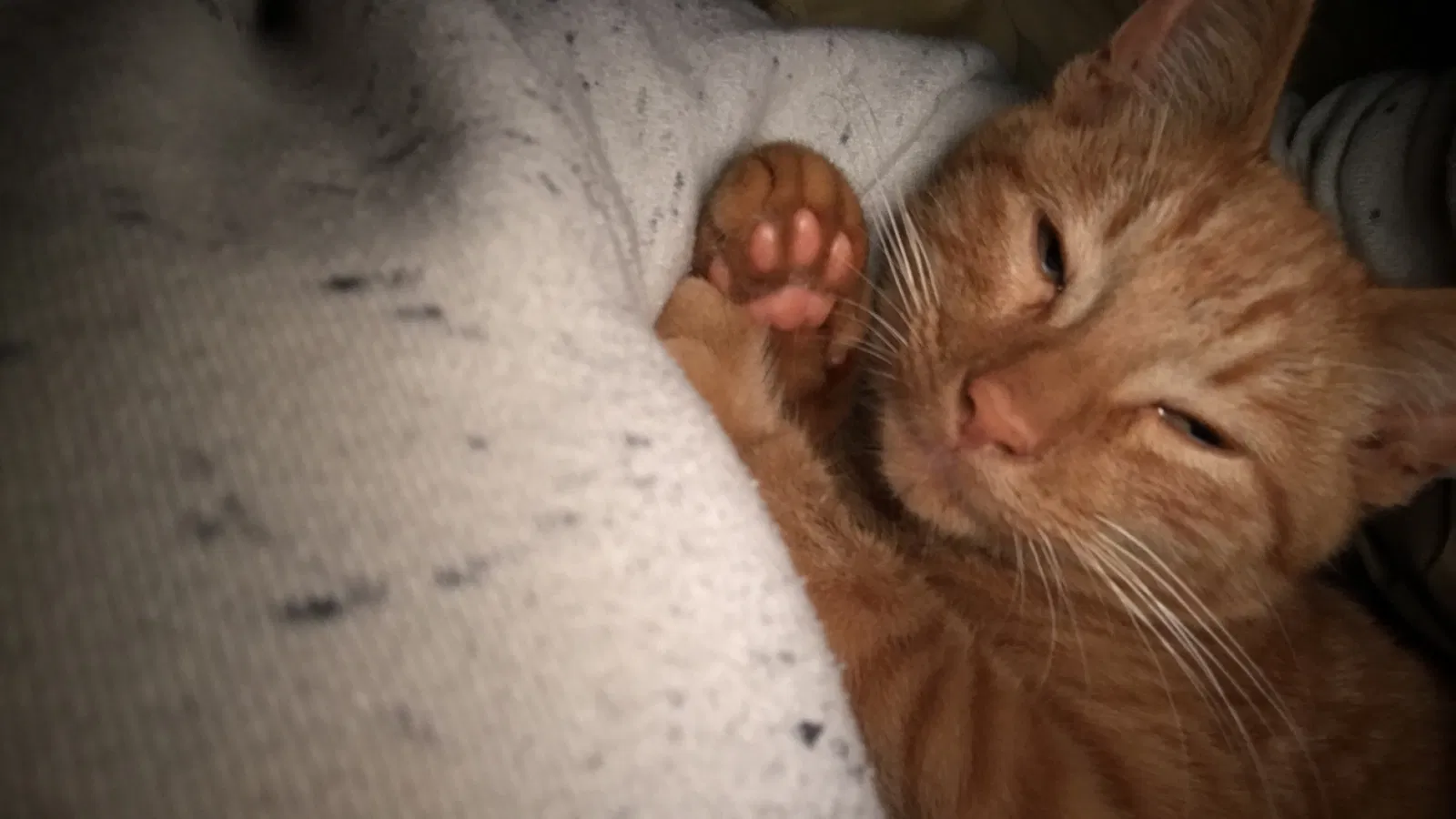 Lost cat in Battle Creek, MI, 49014