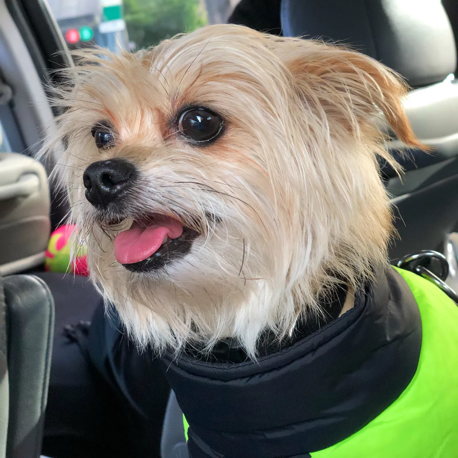 Lost dog in Colonial Heights, VA, 23834