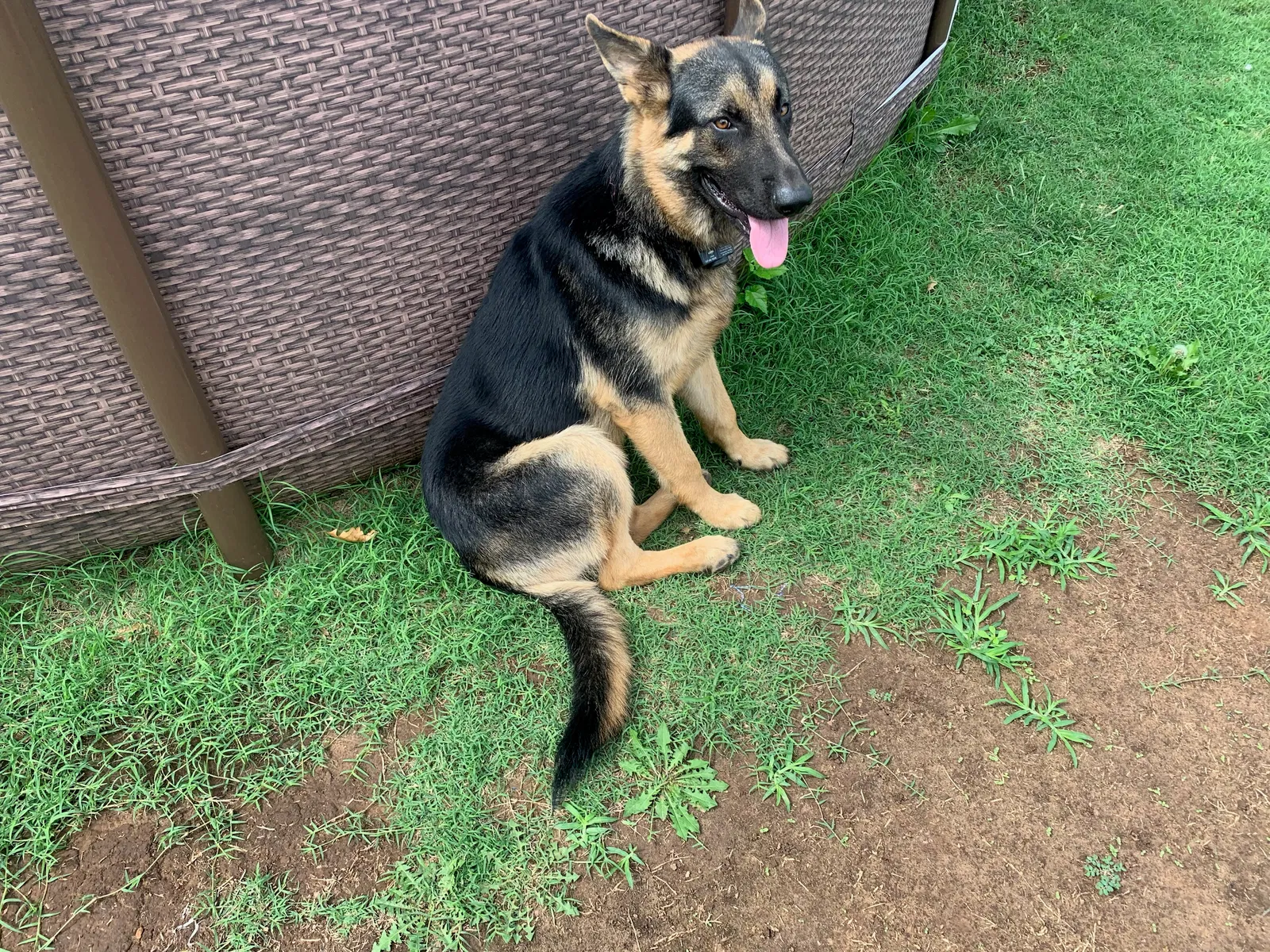 Lost dog in Unknown, OK, 0