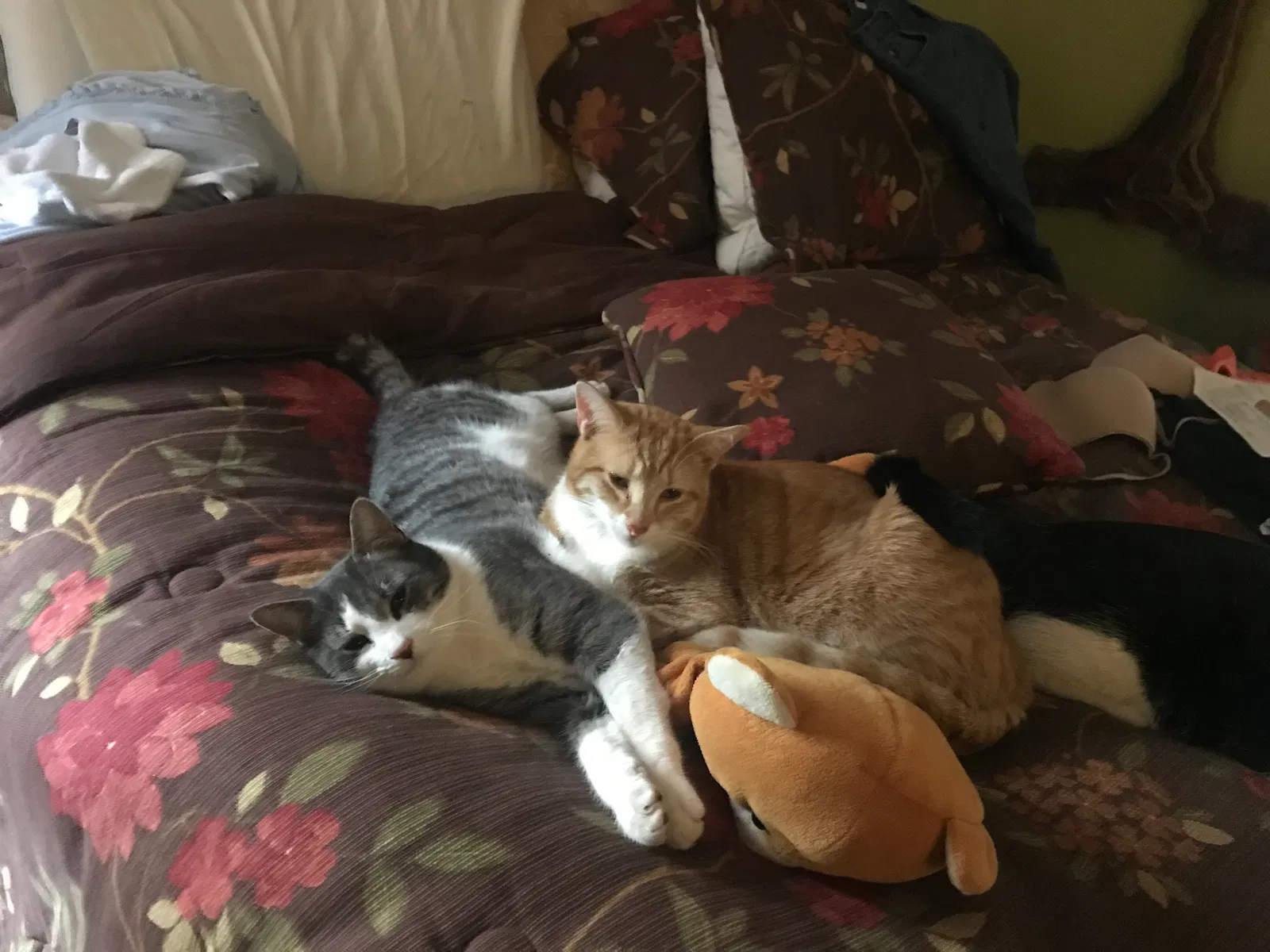 Lost cat in Winston Salem, NC, 27104
