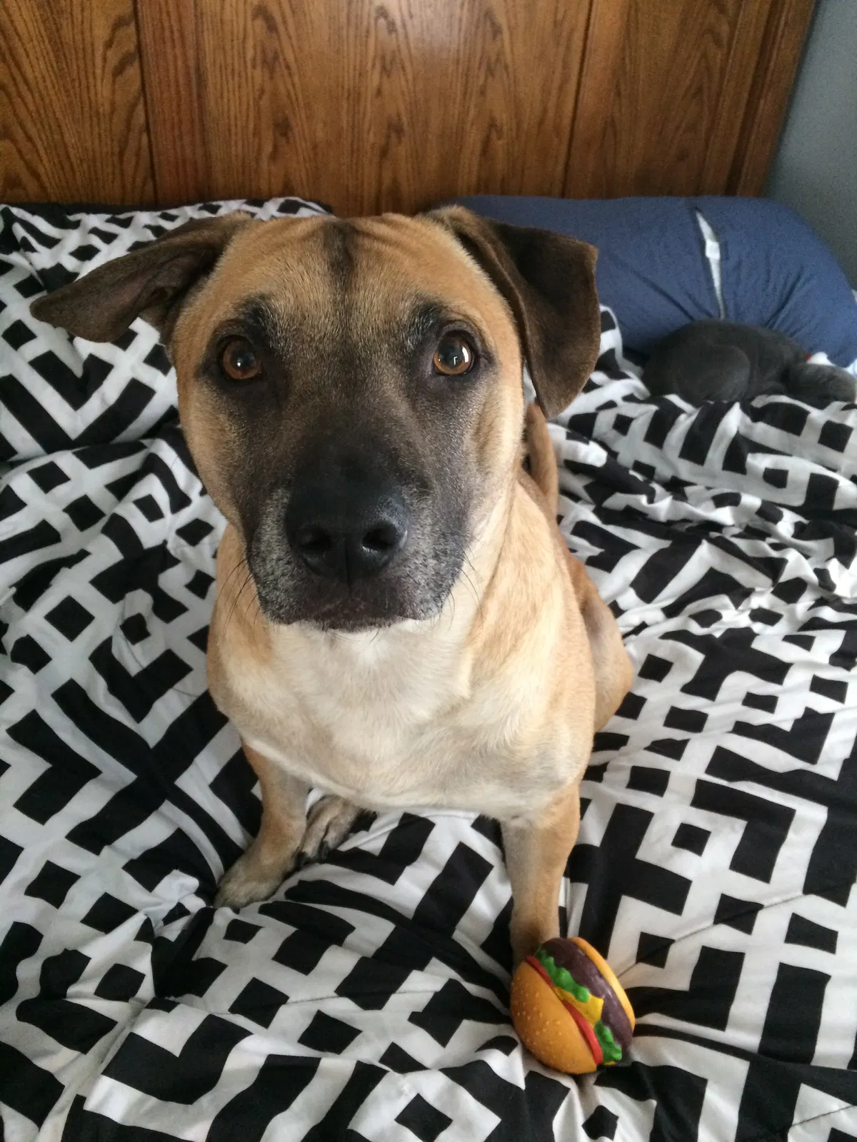 Lost dog in Terre Haute, IN, 47801