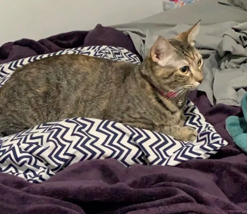 Lost cat in Corpus Christi, TX, 78416