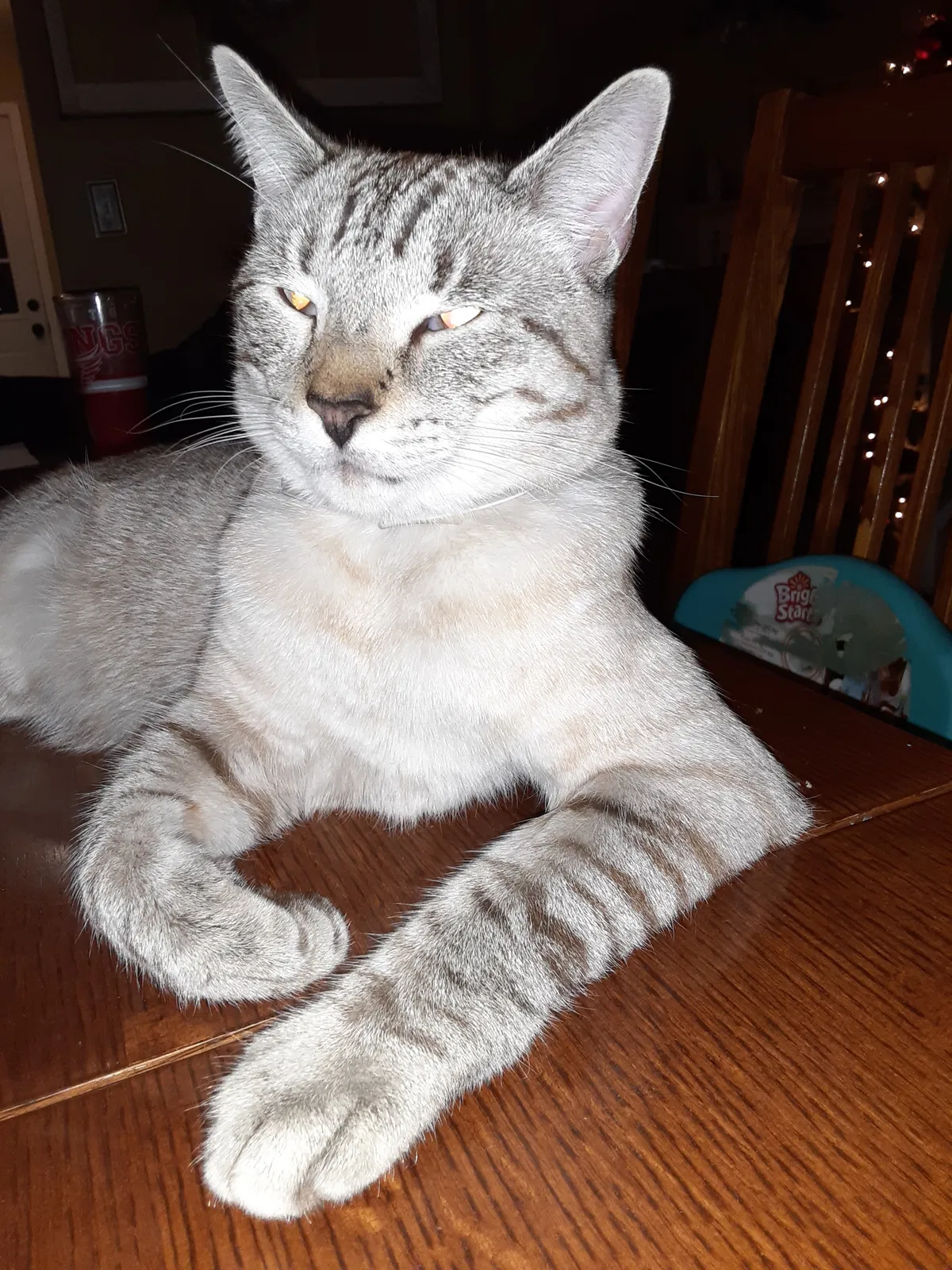 Lost cat in Easley, SC, 29642