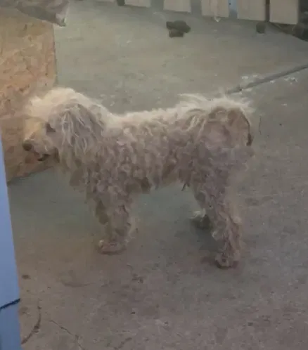 Lost dog in Stockton, CA, 95210
