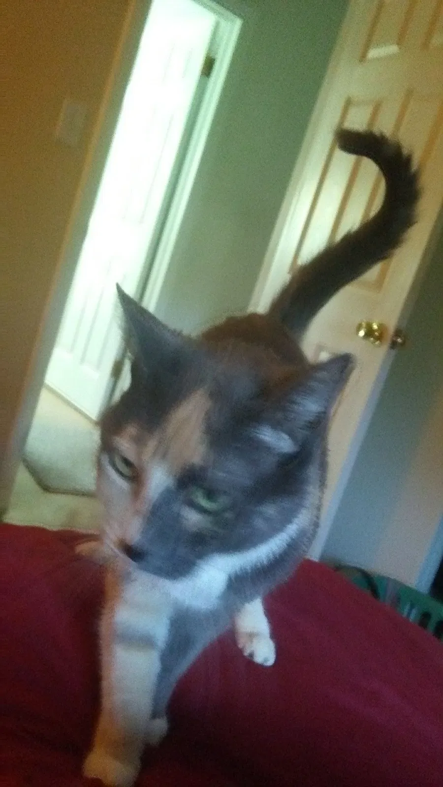 Lost cat in Littleton, CO, 80120