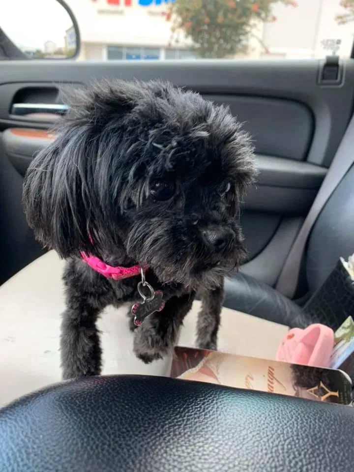 Lost dog in Orange Beach, AL, 36561