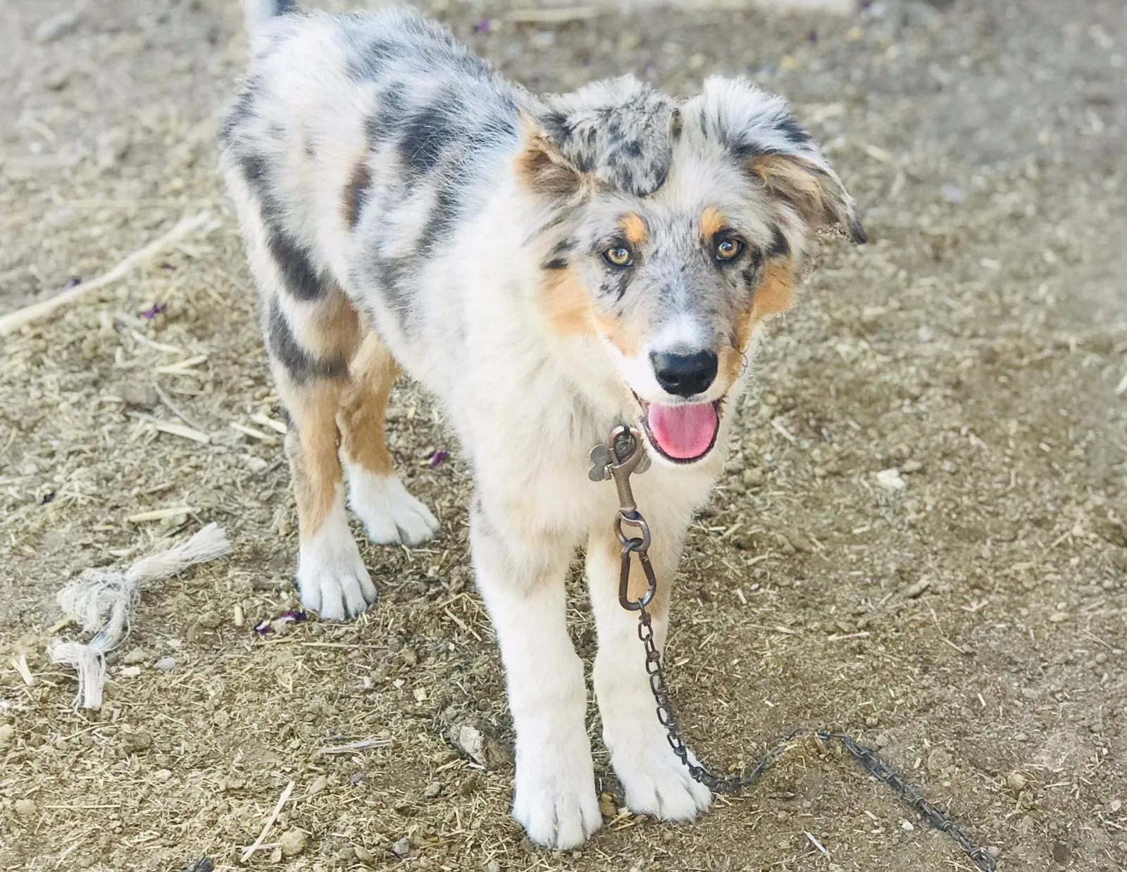 Lost dog in Celina, TX, 75009