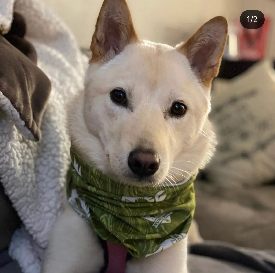 Lost dog in Pleasanton, CA, 94588