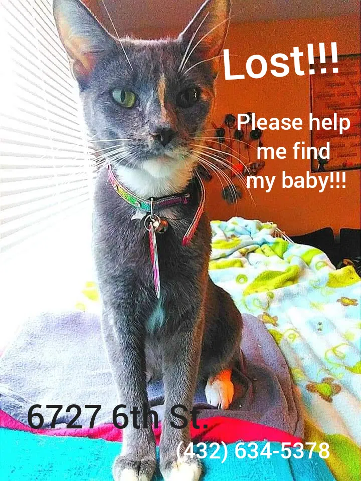 Lost cat in Lubbock, TX, 79416