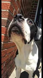 Lost dog in Chattanooga, TN, 37407