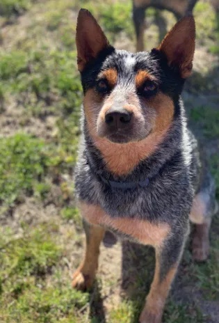 Lost dog in Rome, GA, 30165