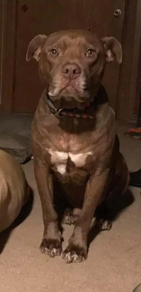 Lost dog in Calhoun, TN, 37309