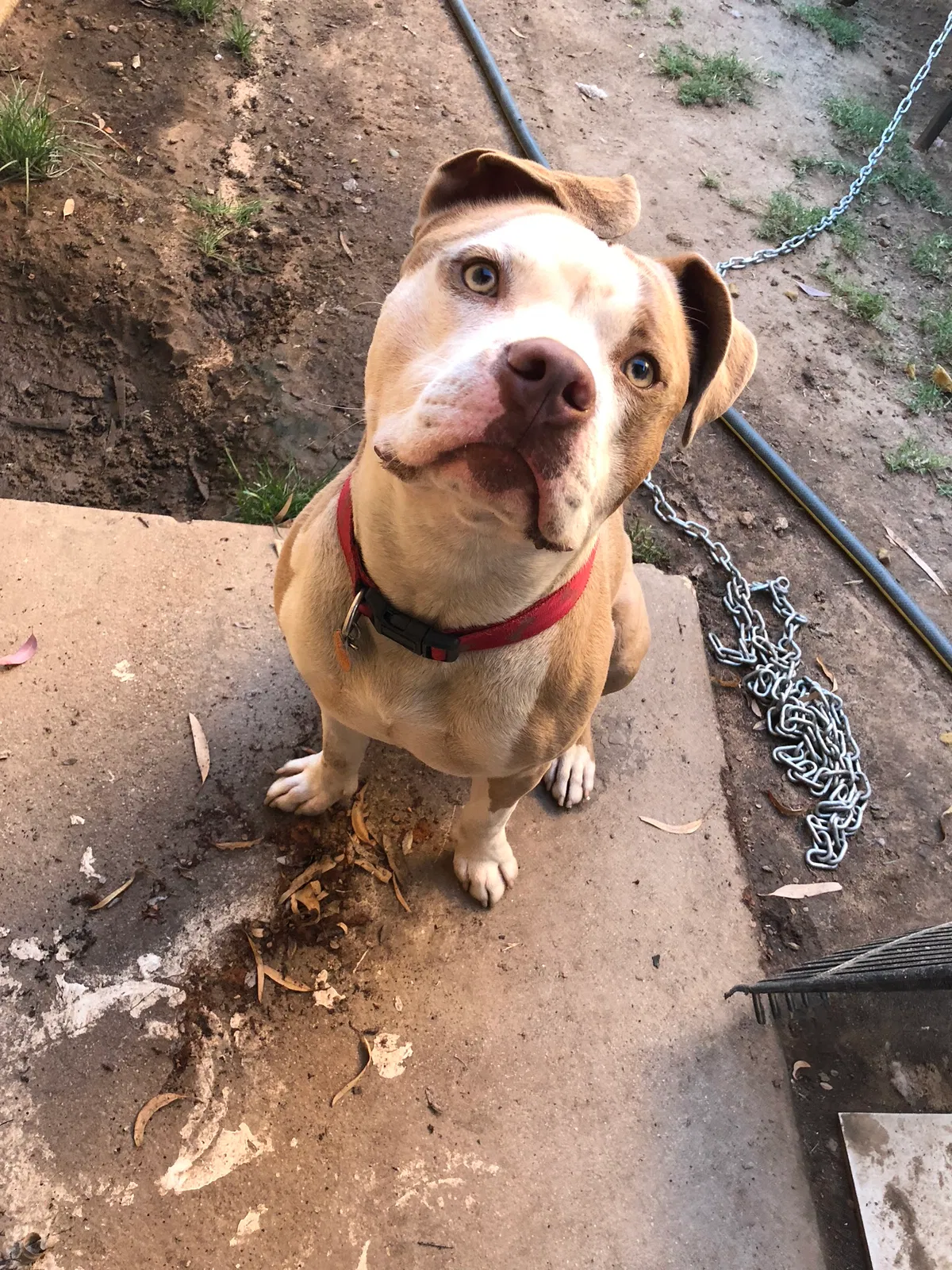 Lost dog in Fresno, CA, 93722