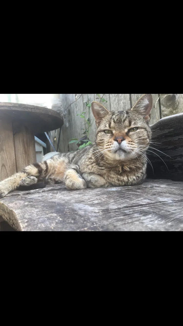 Lost cat in Springfield, OR, 97477