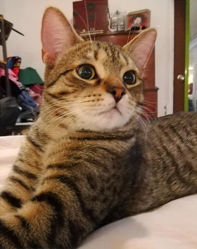 Lost cat in Brooklyn, NY, 11226