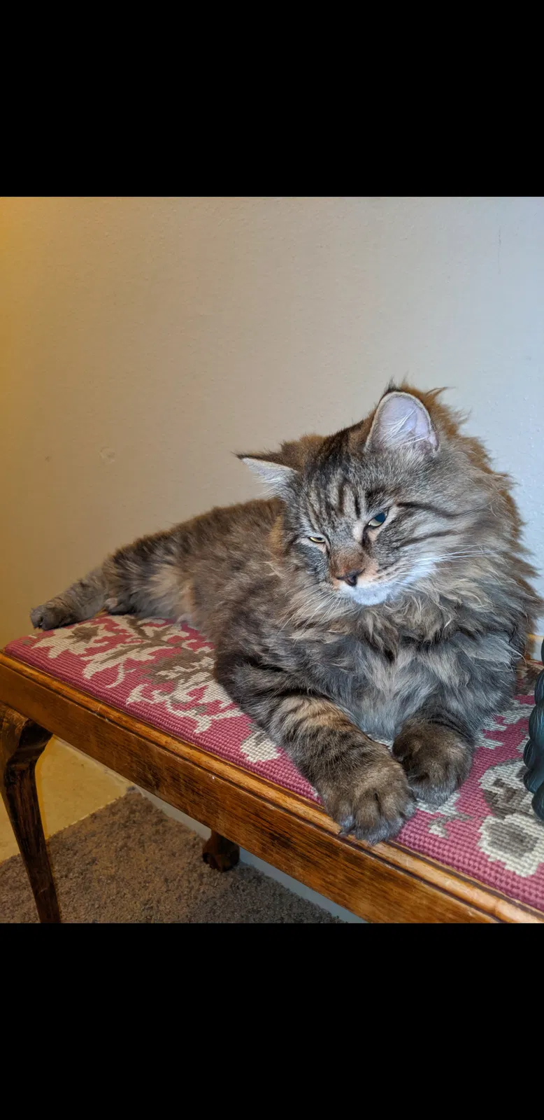 Lost cat in Newberg, OR, 97132