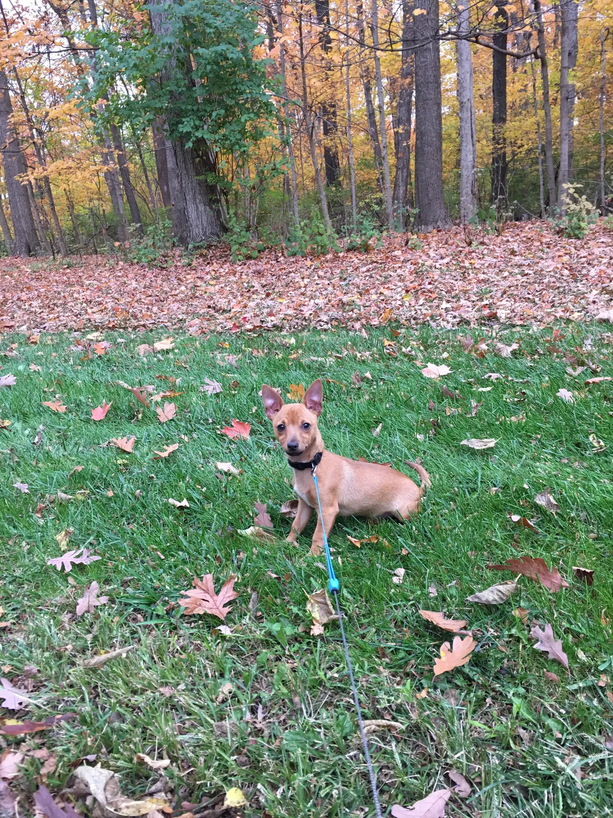 Lost dog in Dayton, OH, 45415