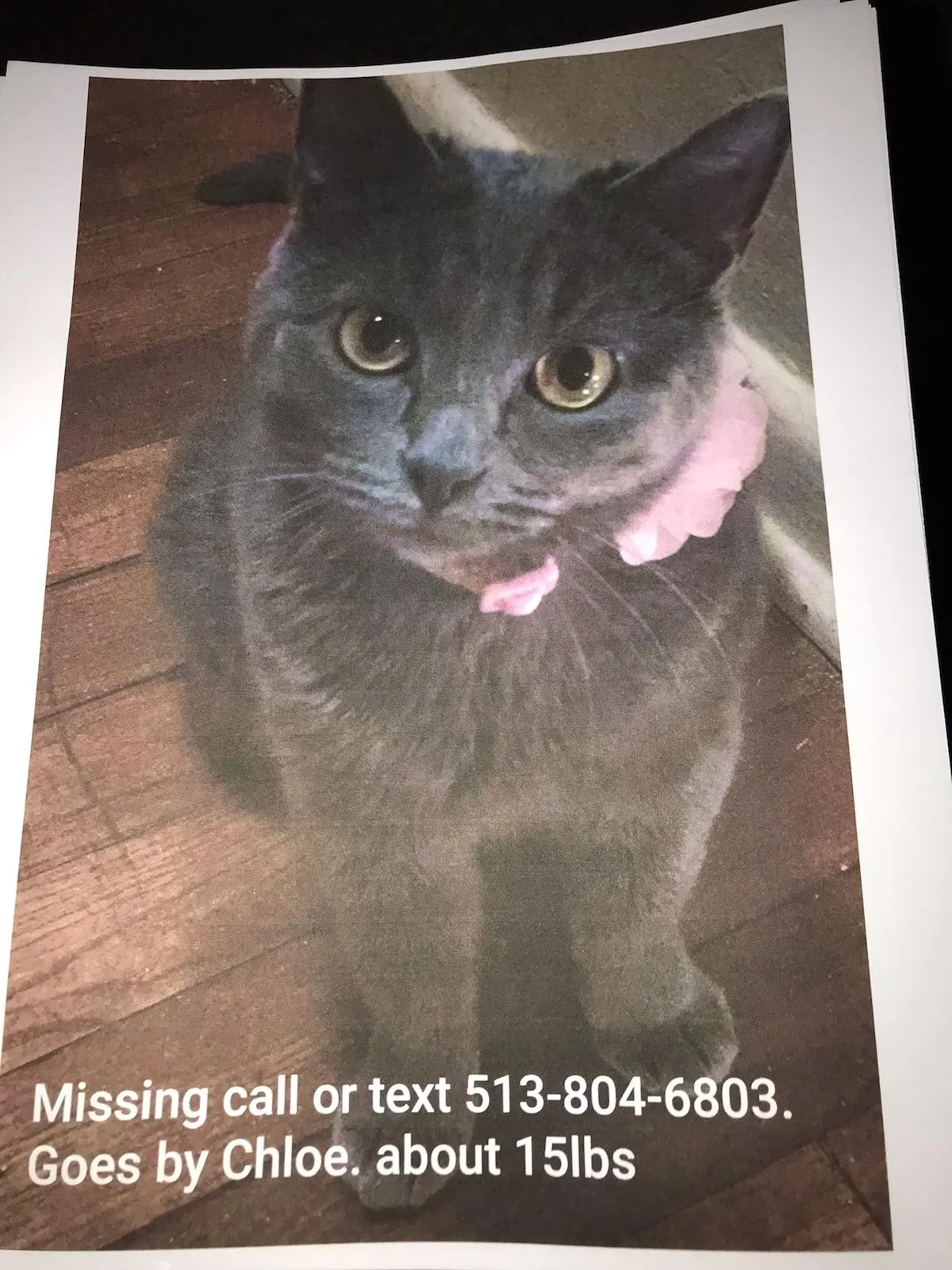 Lost cat in Middletown, OH, 45044