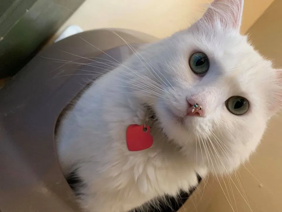 Lost cat in Mentone, CA, 92359