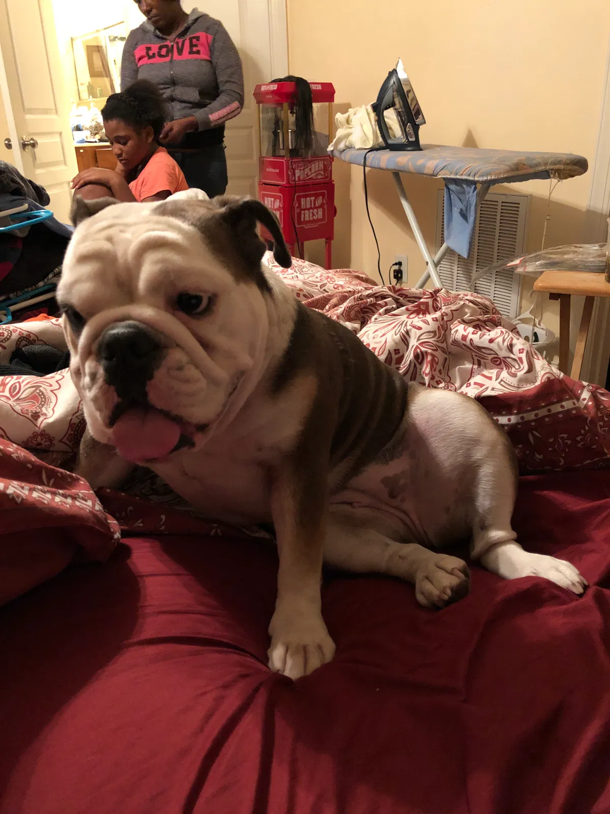 Lost dog in Fayetteville, NC, 28311