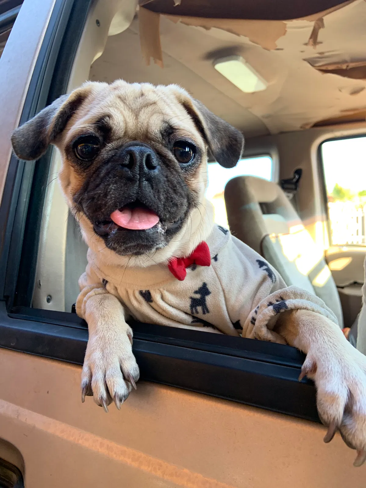 Lost dog in San Diego, CA, 92139