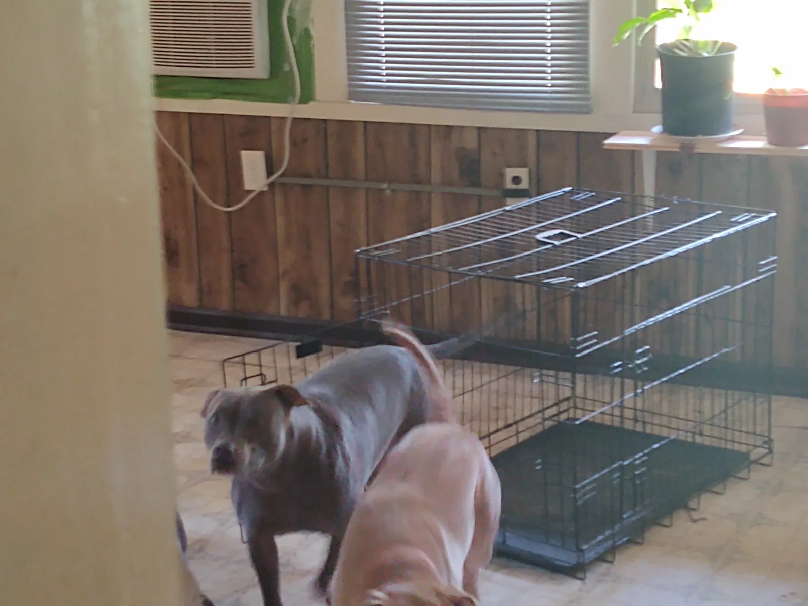 Lost dog in Clarksville, TN, 37040