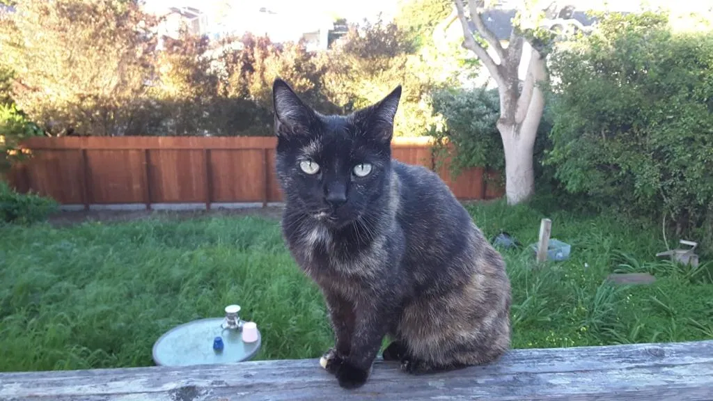 Lost cat in Monterey, CA, 93940