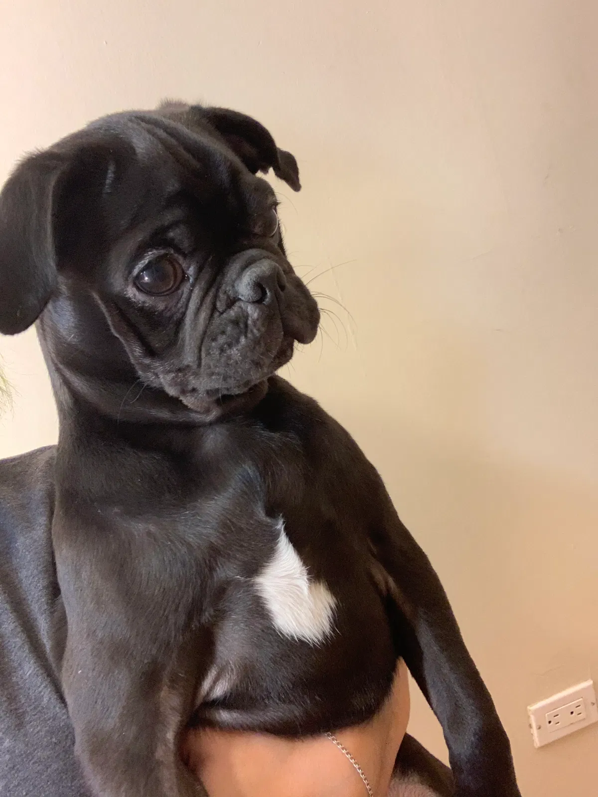 Lost dog in San Diego, CA, 92139
