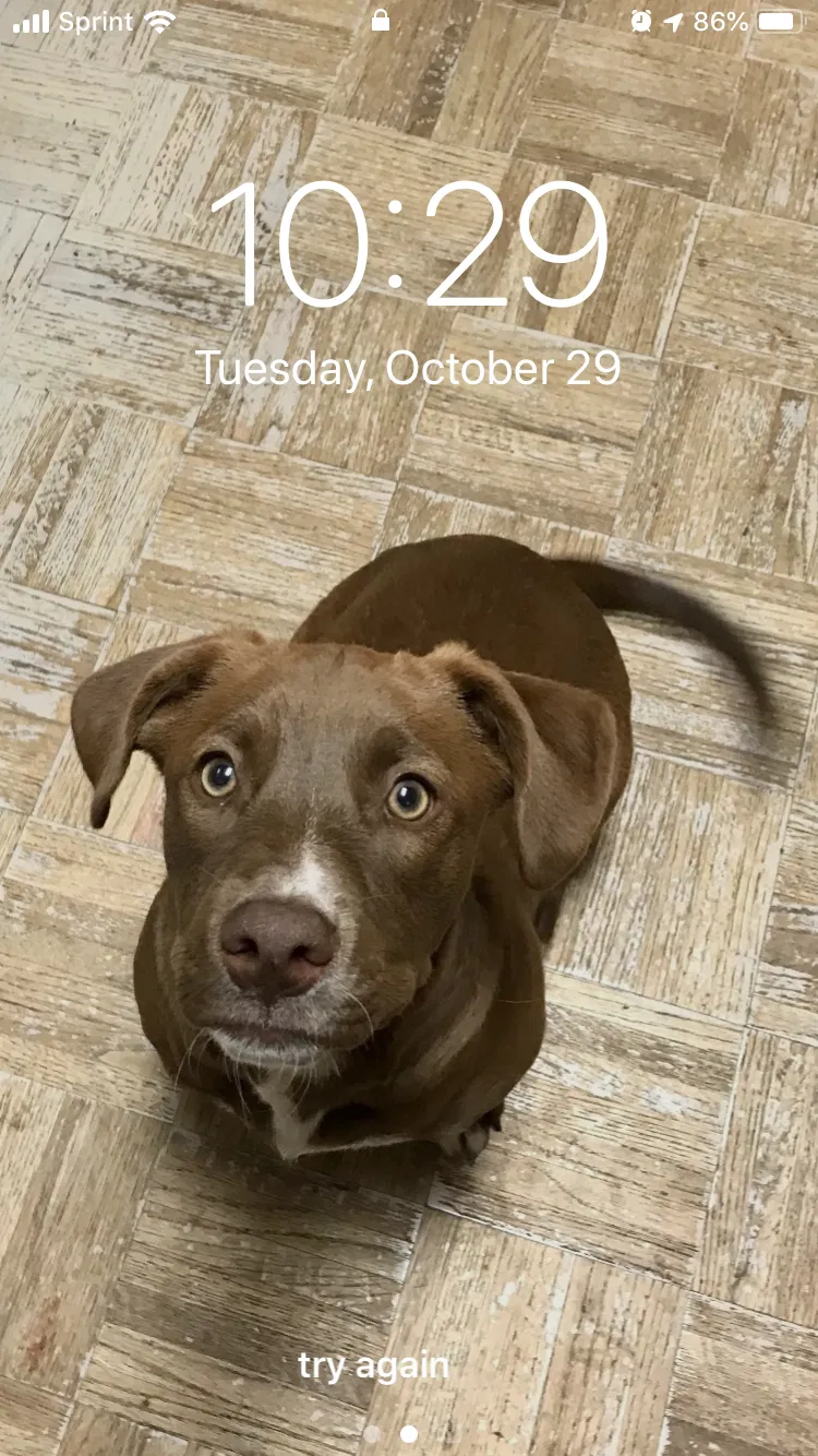 Lost dog in San Angelo, TX, 76905