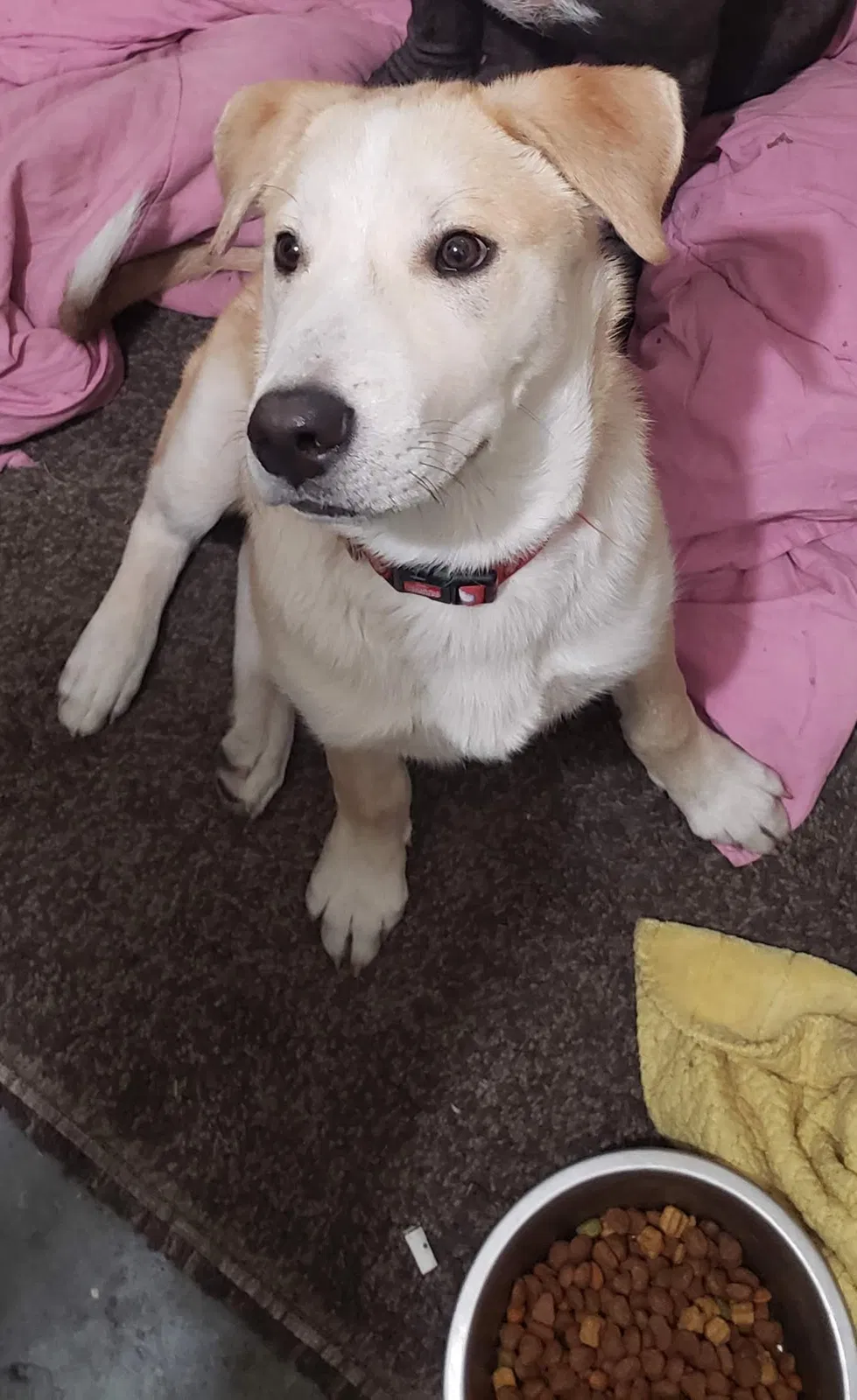 Lost dog in Oakland, CA, 94601