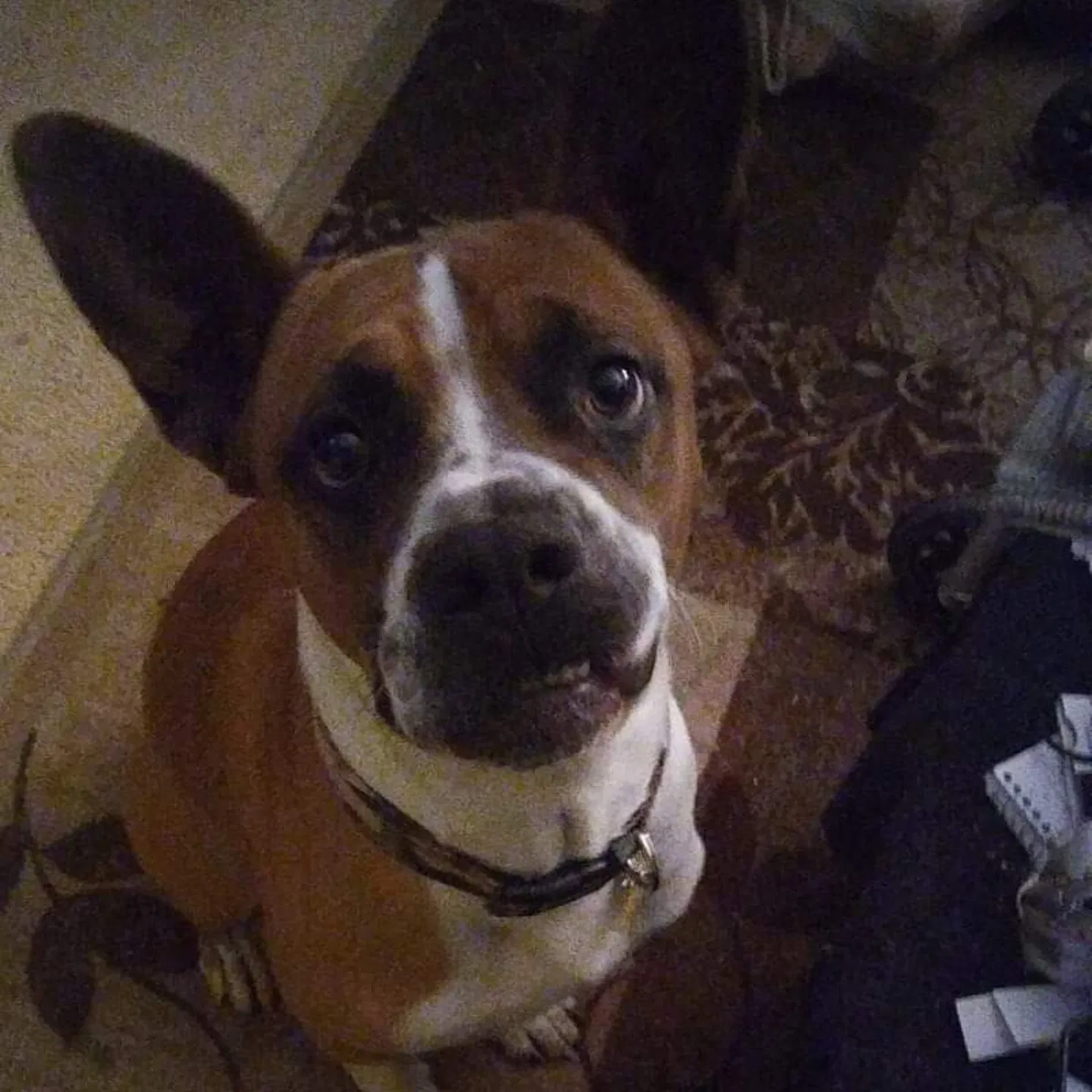 Lost dog in Tucson, AZ, 85739