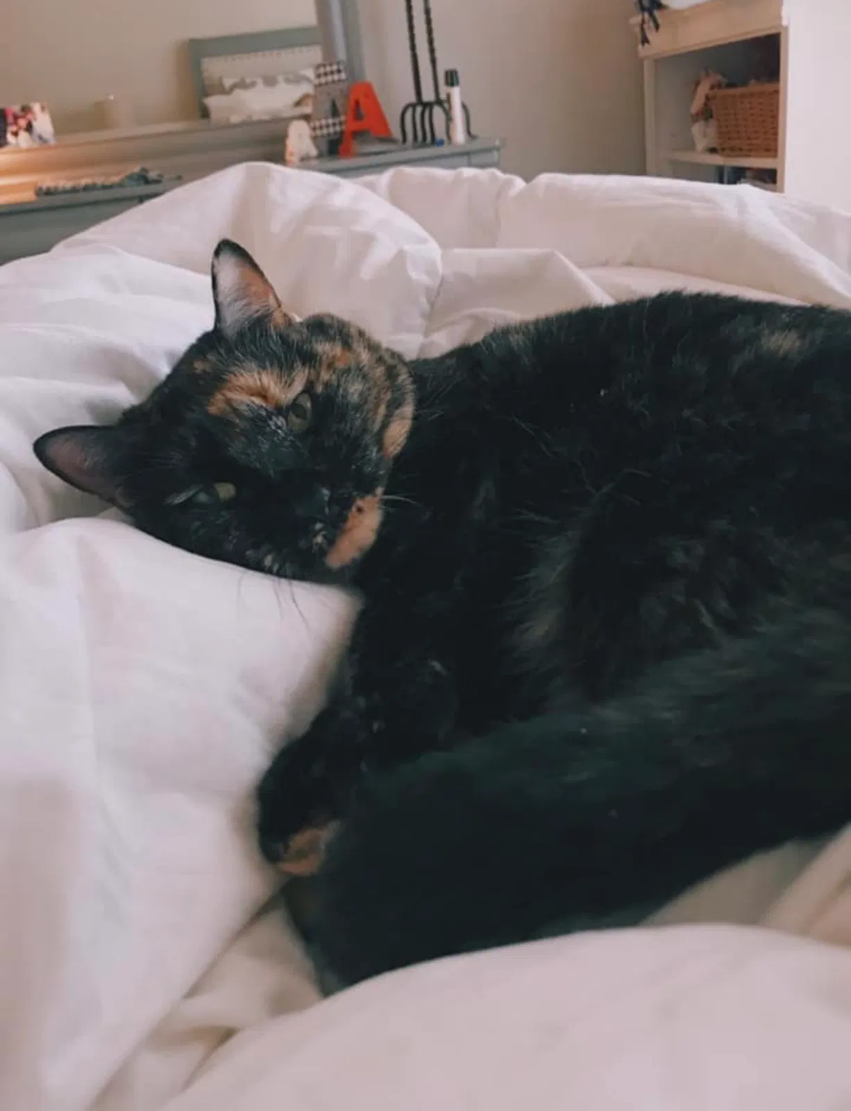 Lost cat in Marietta, GA, 30062